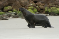Lachtan novozelandsky - Phocarctos hookeri - New Zealand sea lion - whakahao 9125